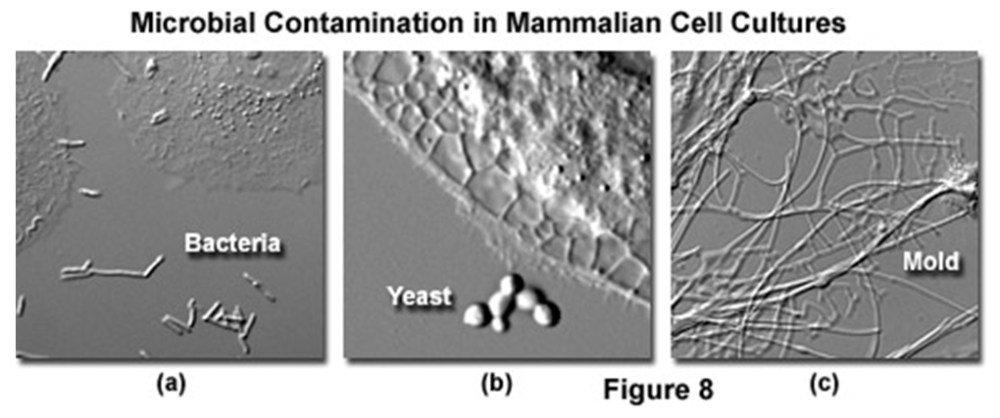 Figure 5: Things you do not want find in your mammalian cell cultures! (https://www.microscopyu.com/articles/livecellimaging/livecellmaintenance.html)