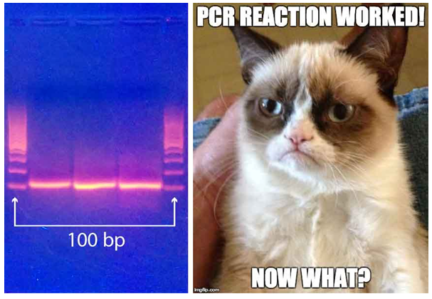 Figure 6: Every good cloning starts with a successful PCR. The tricky thing is where to go from there. 