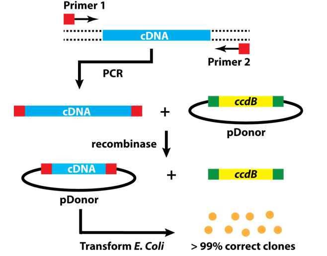 Figure 7: Step-by-step workflow of Gateway cloning.
