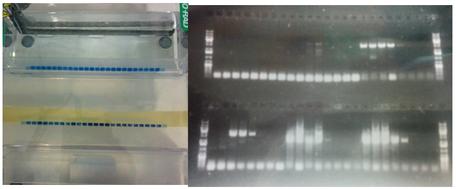 Figure 8: Loading of my agarose gel on the left (hoping), results on the right (celebrating). 